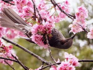 fleur-cerisier-japon